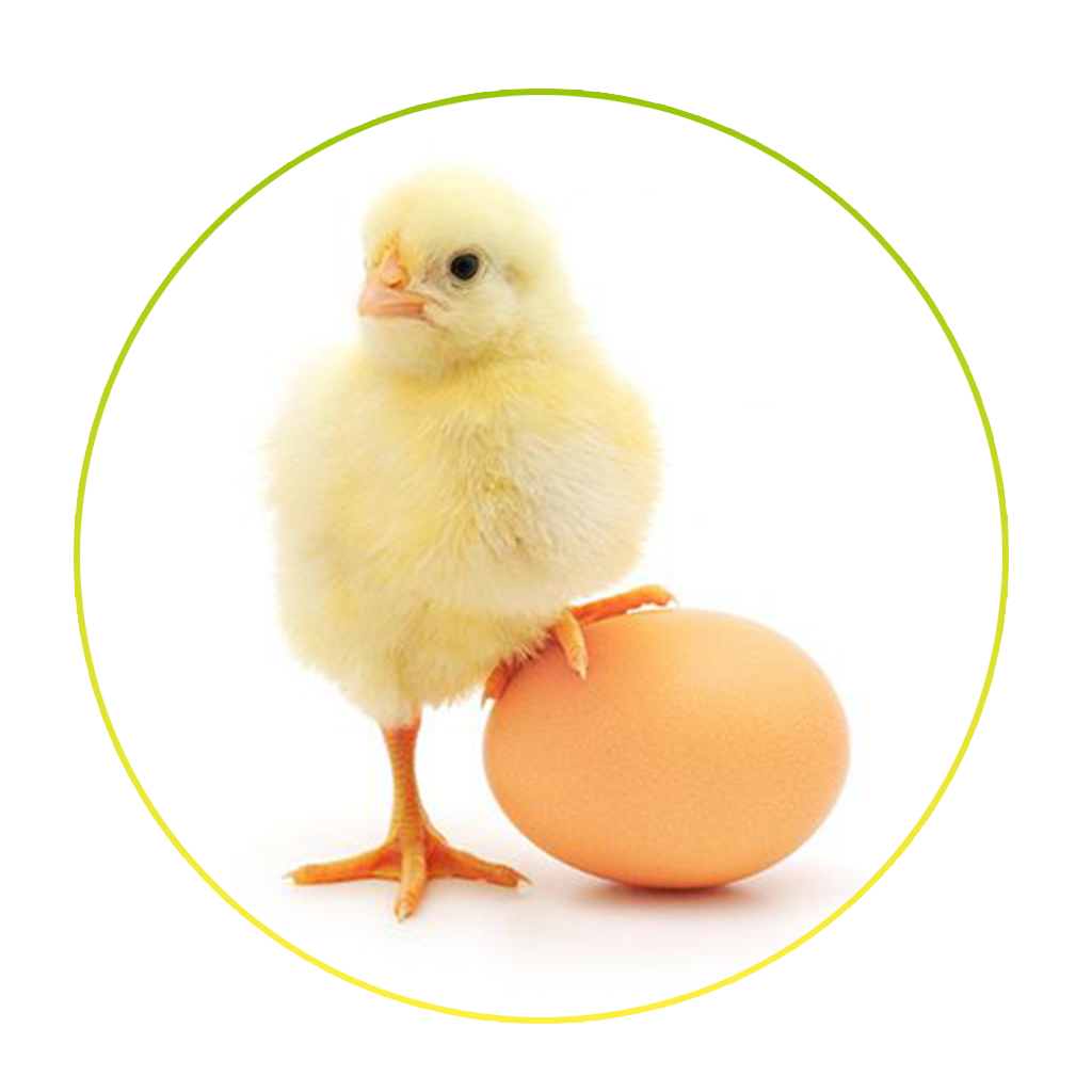 Hatchery & Breeder Solutions